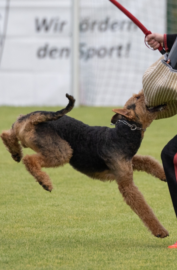 KfT Deutsche Meisterschaft am 04.10.2024 in Düngenheim